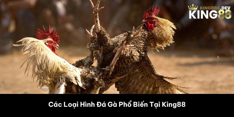 Các Loại Hình Đá Gà Phổ Biến Tại King88 
