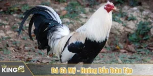 đá gà Mỹ