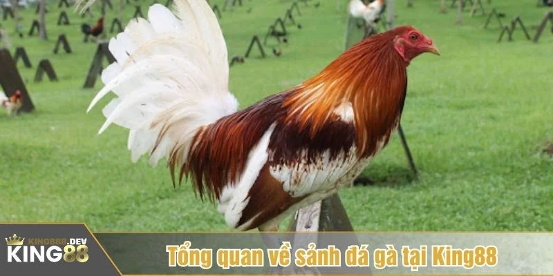 Đá gà Mỹ là hình thức thi đấu gà theo phong cách Mỹ