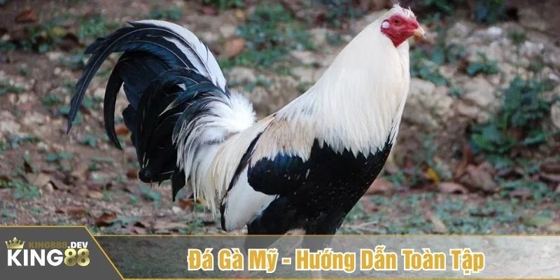 đá gà Mỹ