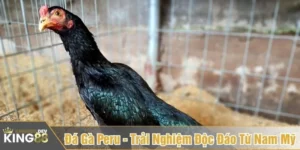 Đá gà Peru