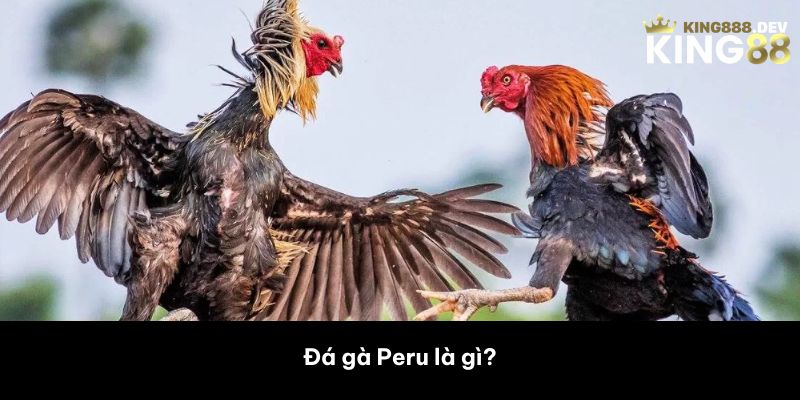 Đá gà Peru là gì? 