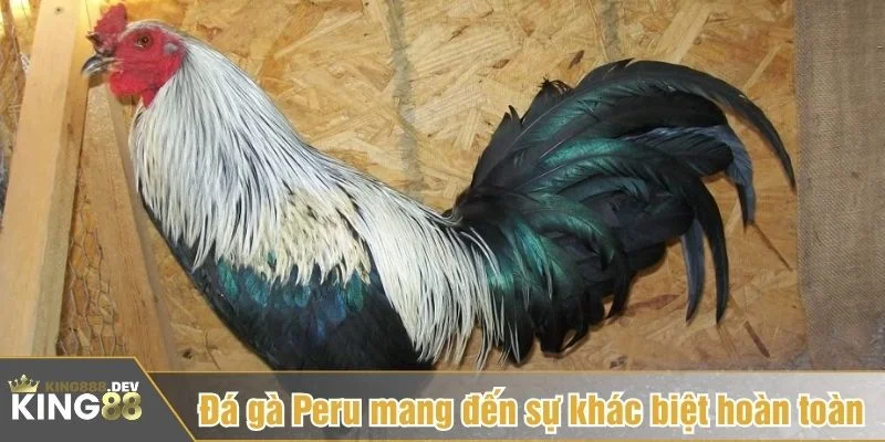 Đá gà Peru tại King88 cho phép cược tốc độ cao
