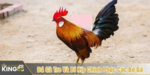 đá gà tre