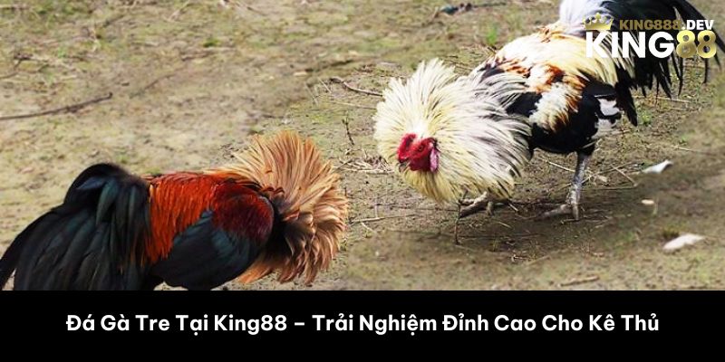 đá gà tre