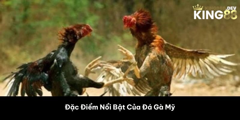Đặc Điểm Nổi Bật Của Đá Gà Mỹ 