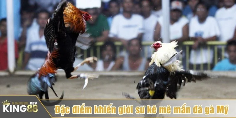 Gà Mỹ chiến đấu rất mãnh liệt