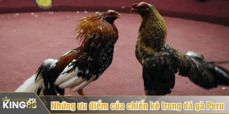 Gà Peru có cơ bắp phát triển, chân dài và cựa cứng hơn