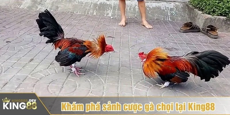King88 có sảnh chuyên biệt phát sóng các trận đá gà tre