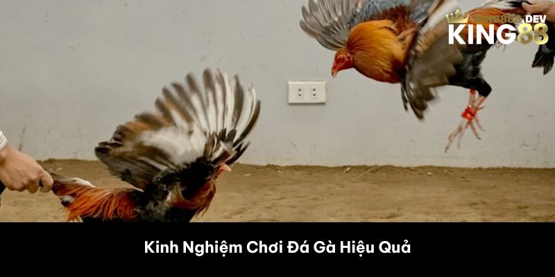 Kinh Nghiệm Chơi Đá Gà Hiệu Quả