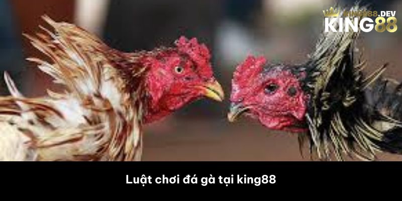 Luật chơi đá gà tại king88 