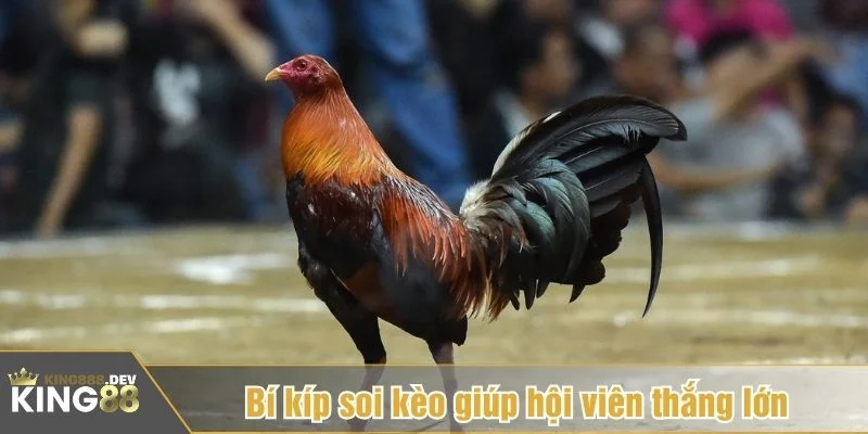 Nên dành thời gian quan sát thay vì vào kèo ngay