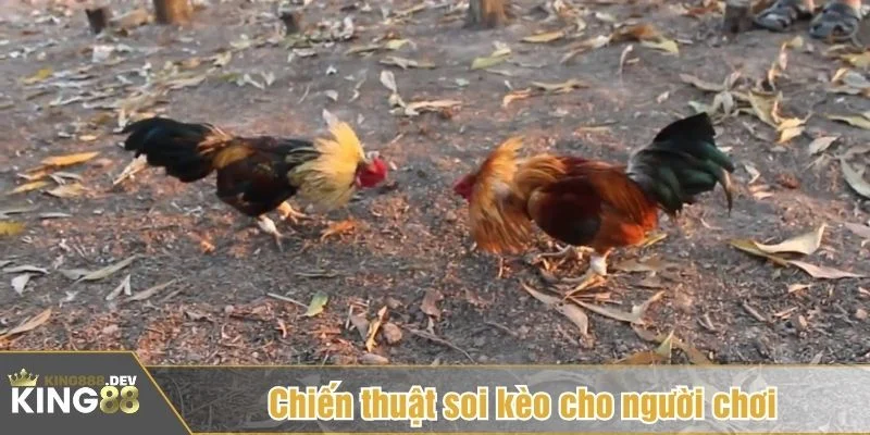 Nên học hỏi kinh nghiệm từ cao thủ đá gà tre