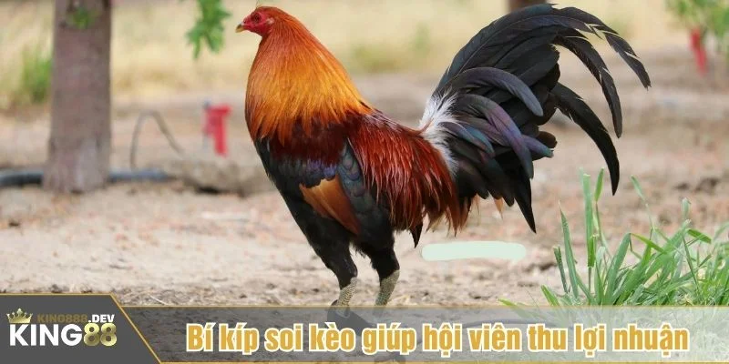 Nghiên cứu kỹ sư kê trước khi chọn cửa cược