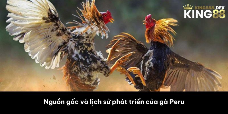 Nguồn gốc và lịch sử phát triển của gà Peru 