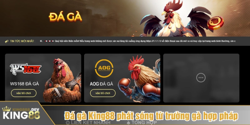 Đá gà King88 phát sóng từ trường gà hợp pháp