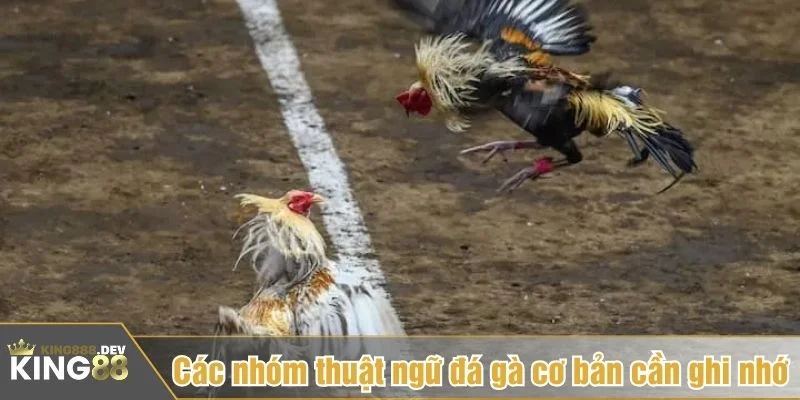 Đọc vị trận đấu tốt giúp tăng tỷ lệ thắng