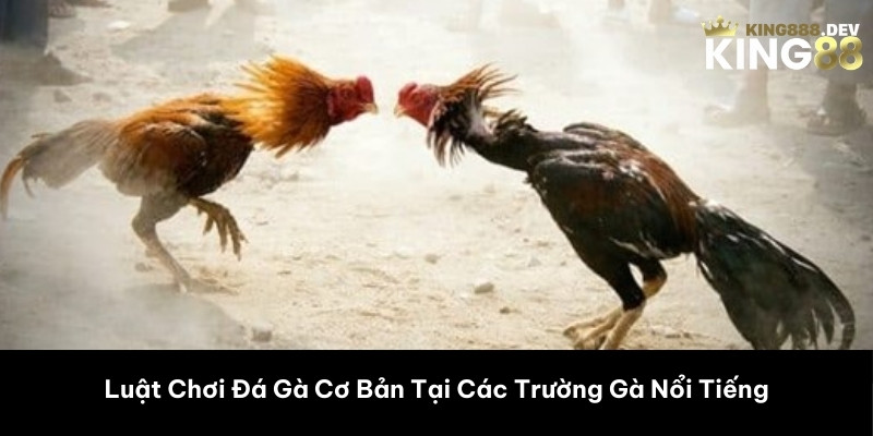 Luật Chơi Đá Gà Cơ Bản Tại Các Trường Gà Nổi Tiếng