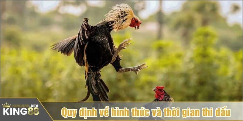 Luật đá gà có sự khác biệt nhẹ giữa từng hình thức thi đấu