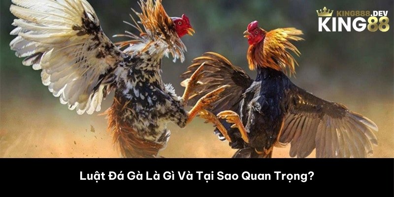 Luật Đá Gà Là Gì Và Tại Sao Quan Trọng?