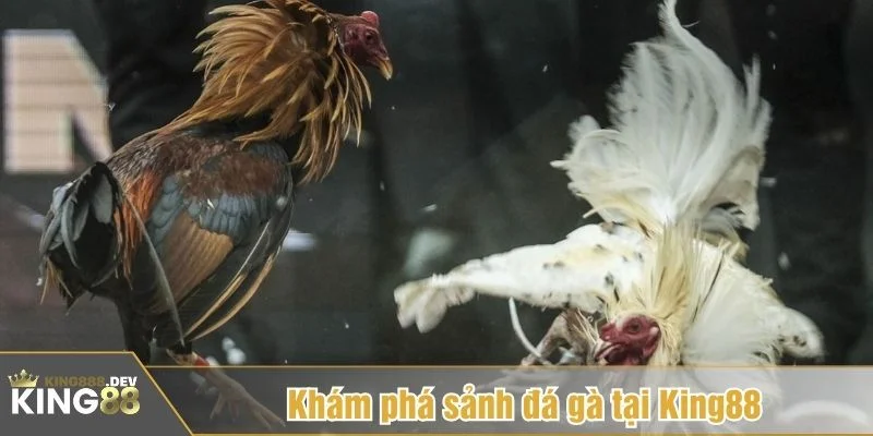 Luật đá gà là tập hợp các quy định về cách thi đấu