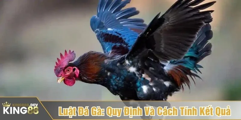 luật đá gà