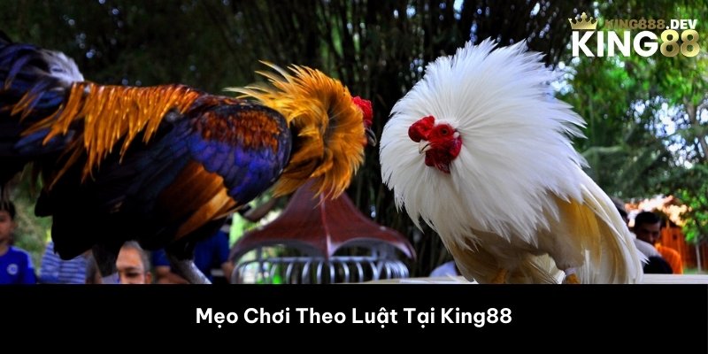 Mẹo Chơi Theo Luật Tại King88