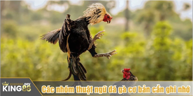 Nhóm thuật ngữ đá gà cơ bản người mới cần biết