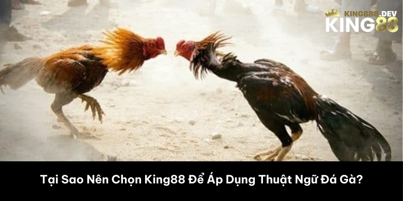 Tại Sao Nên Chọn King88 Để Áp Dụng Thuật Ngữ Đá Gà? 