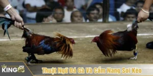 thuật ngữ đá gà