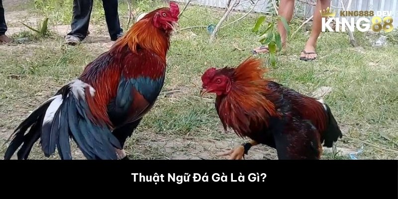 Thuật Ngữ Đá Gà Là Gì? 