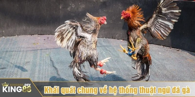 Thuật ngữ đá gà là hệ thống khái niệm tân thủ cần biết