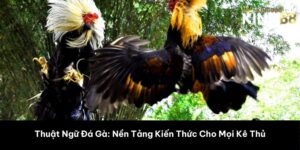 Thuật Ngữ Đá Gà: Nền Tảng Kiến Thức Cho Mọi Kê Thủ
