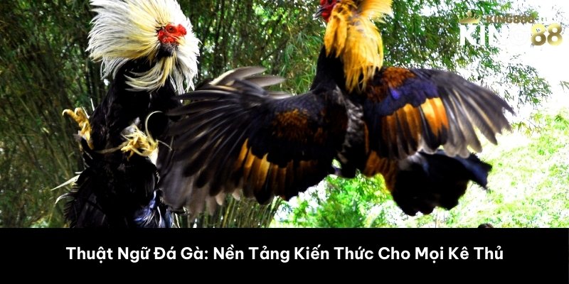 Thuật Ngữ Đá Gà: Nền Tảng Kiến Thức Cho Mọi Kê Thủ