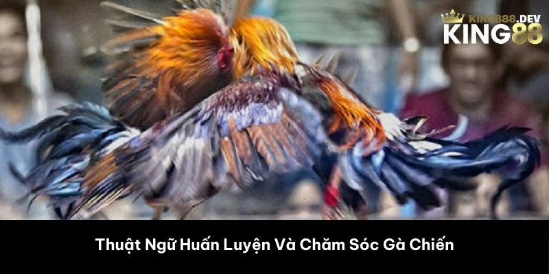 Thuật Ngữ Huấn Luyện Và Chăm Sóc Gà Chiến 
